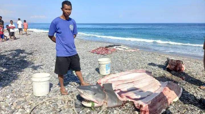 Penemuan Hiu pemakan Manusia di Alor